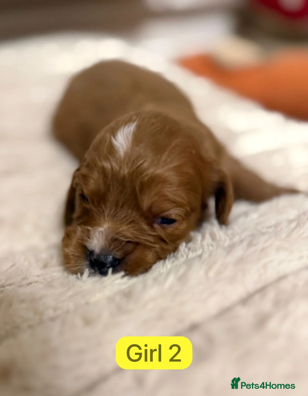Cavapoo dogs for sale: Cavapoo Puppies - Advert 28