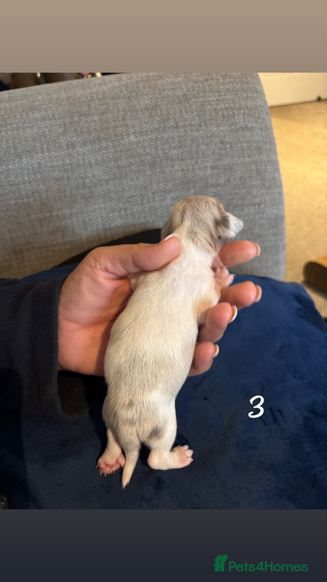 Chiweenie dogs for sale: Chiweenies - Image 6