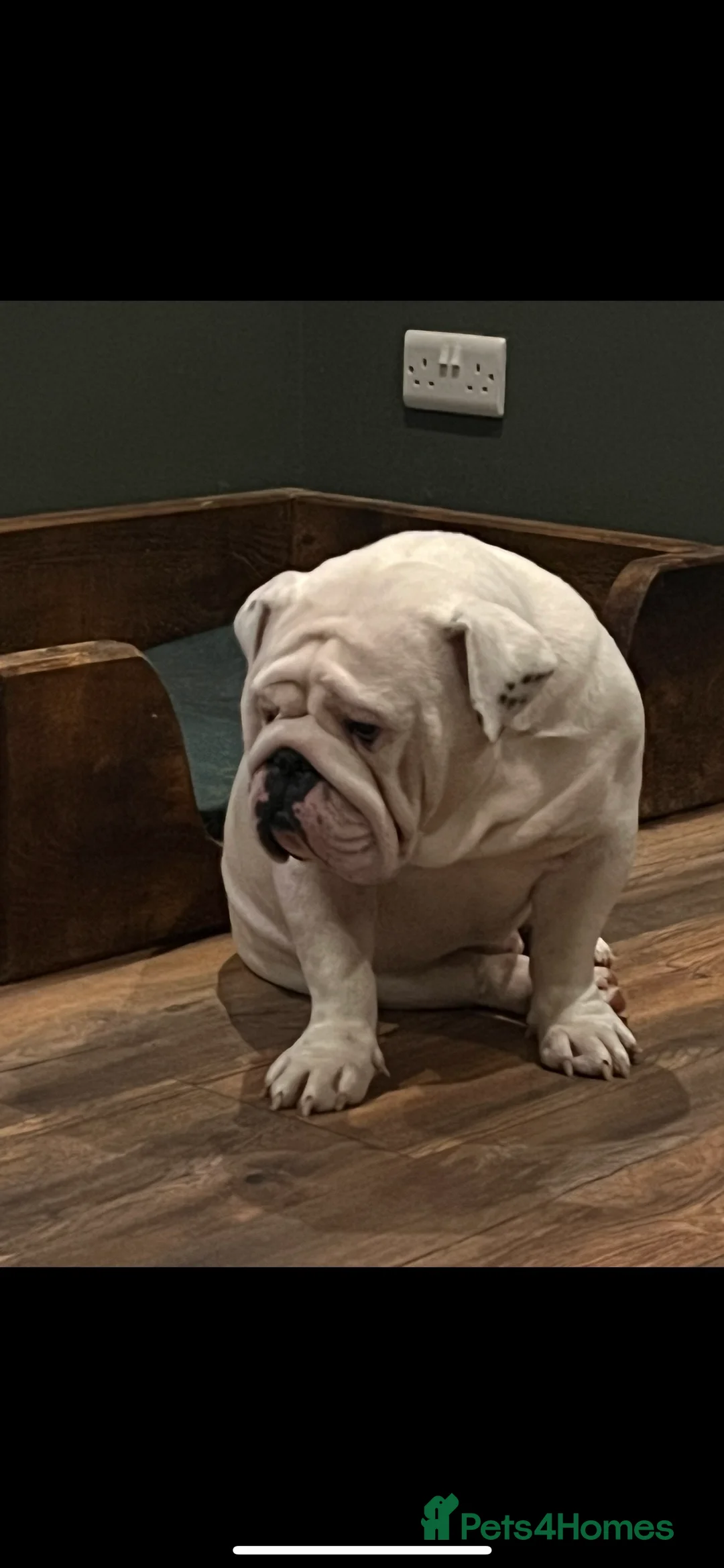 English Bulldog dogs for sale:  English Bulldogs for sale £1000 each  - Advert 13