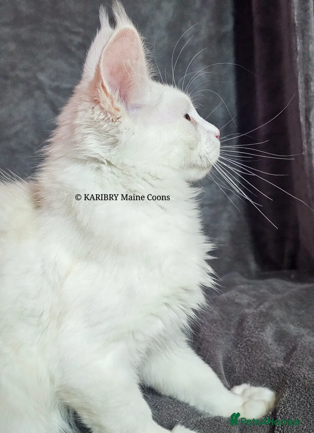 Maine Coon cats for sale: ACTIVE TICA Registered Shaded & Shaded lines - Advert 36