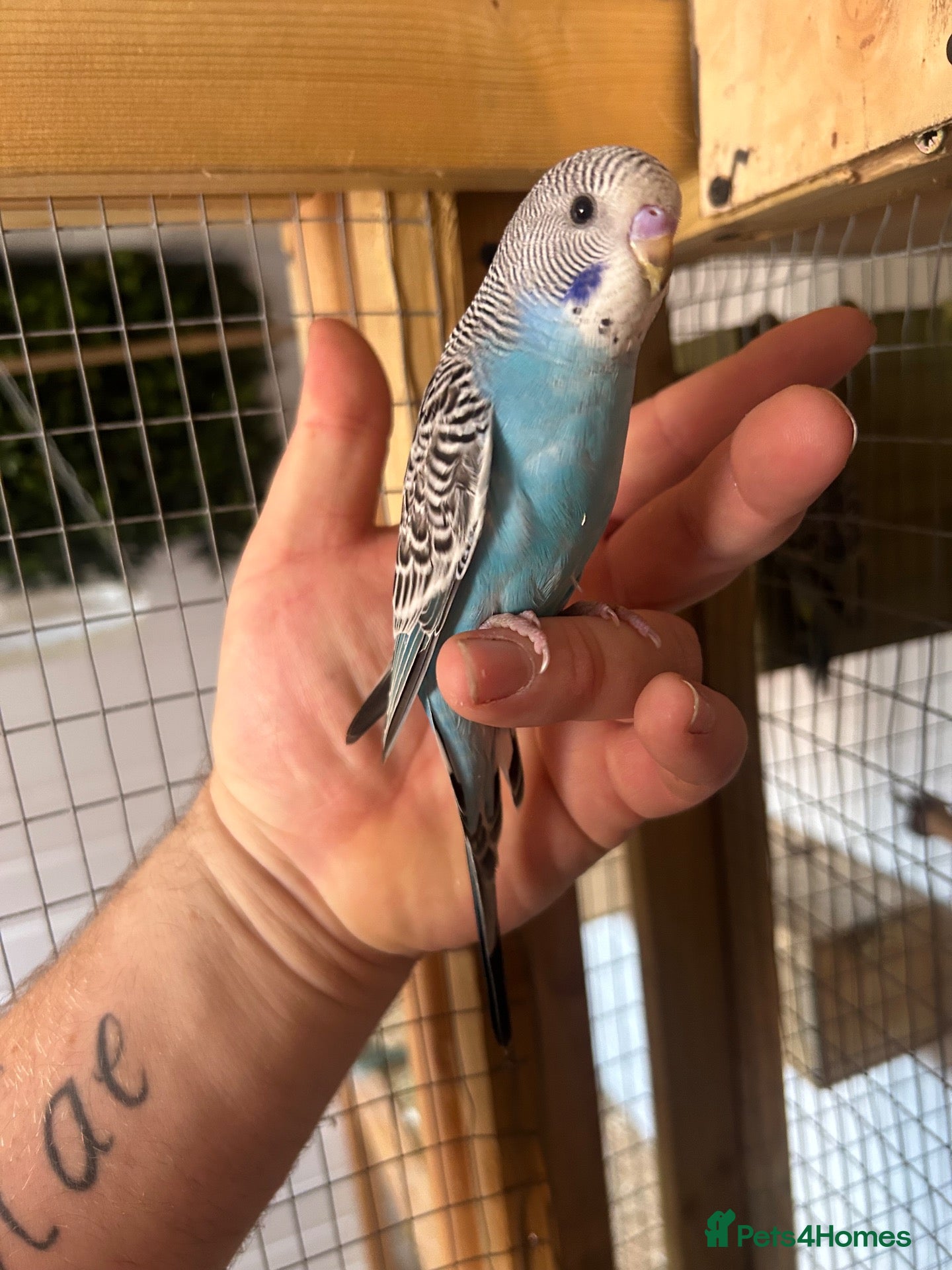 Budgerigars birds for sale: Baby budgies handled by hand  - Advert 1
