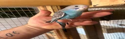 Budgerigars birds for sale: Baby budgies handled by hand  - Advert 1