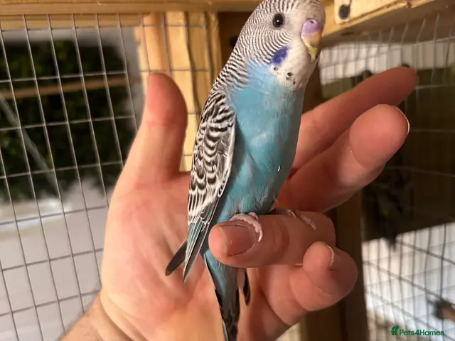 Budgerigars birds for sale: Baby budgies handled by hand - Advert 1
