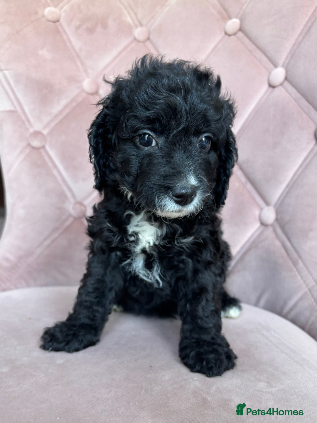 Cockapoo dogs for sale: Cockapoos  - Image 14