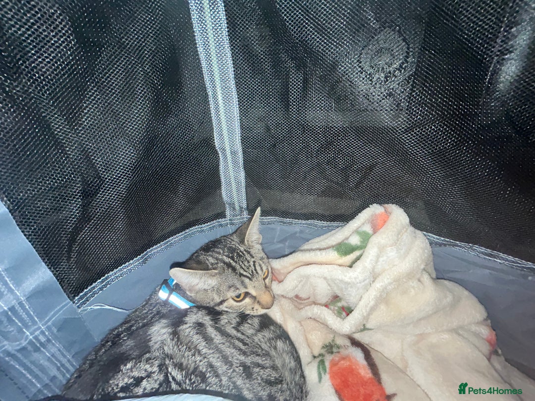 Mixed Breed cats for sale: Female kitten available 💕 - Advert 2