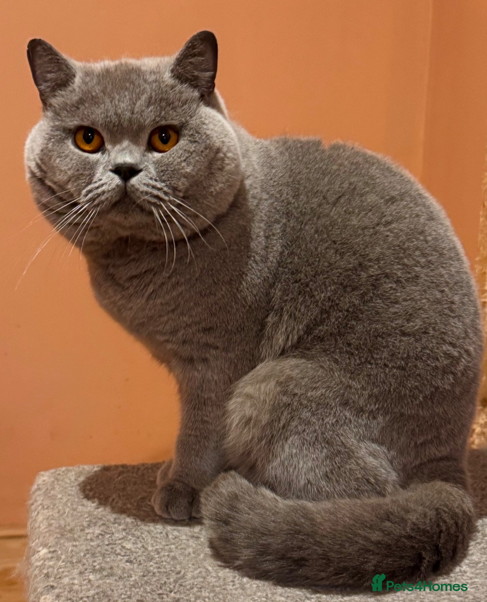 British Shorthair cats Stunning Import BSH Boy,GCCF&TICA active-for stud! - Advert 7