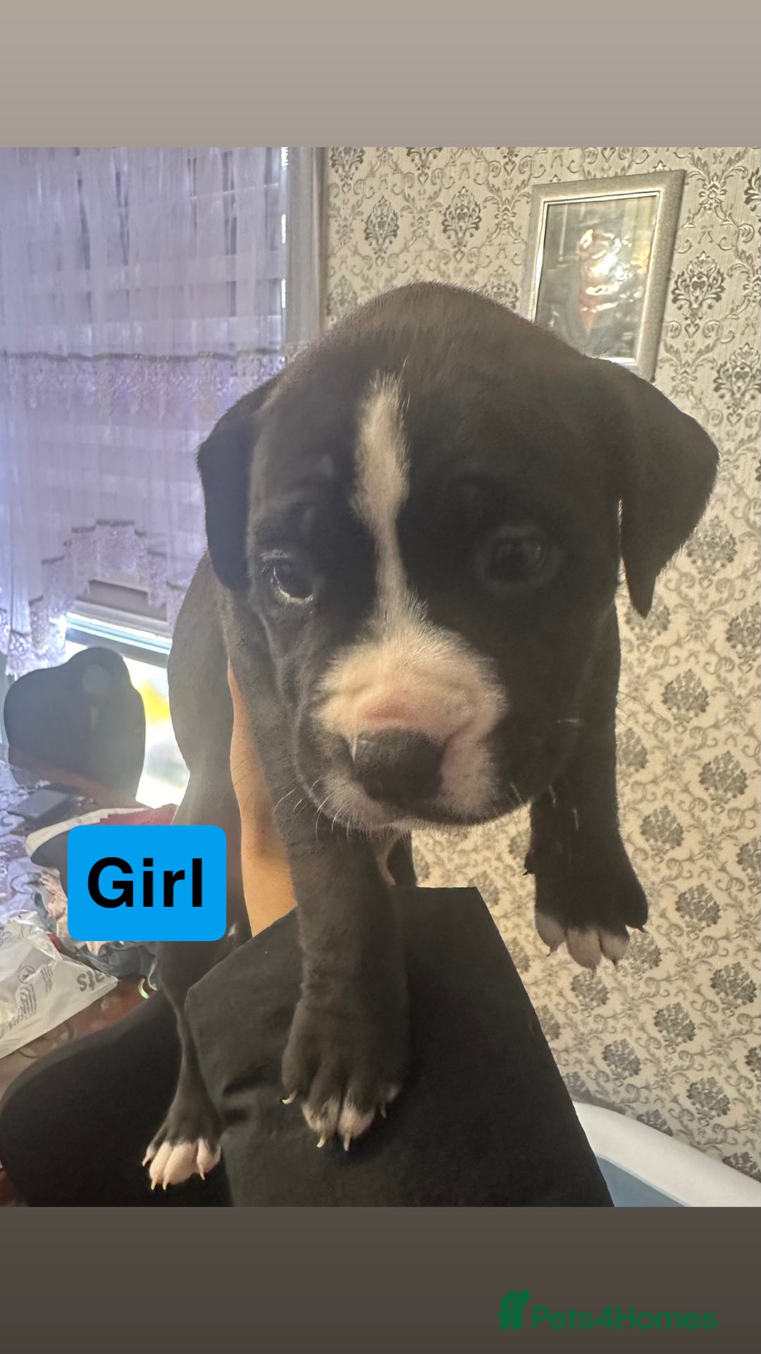 Mixed Breed dogs for sale: Canecorso/staffy puppies  - Image 2