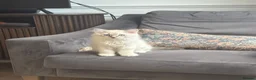Ragdoll cats for sale: One boy and one girl available  - Advert 6