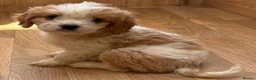 Cavapoo dogs for sale: F1b Cavapoo puppies! - Advert 7