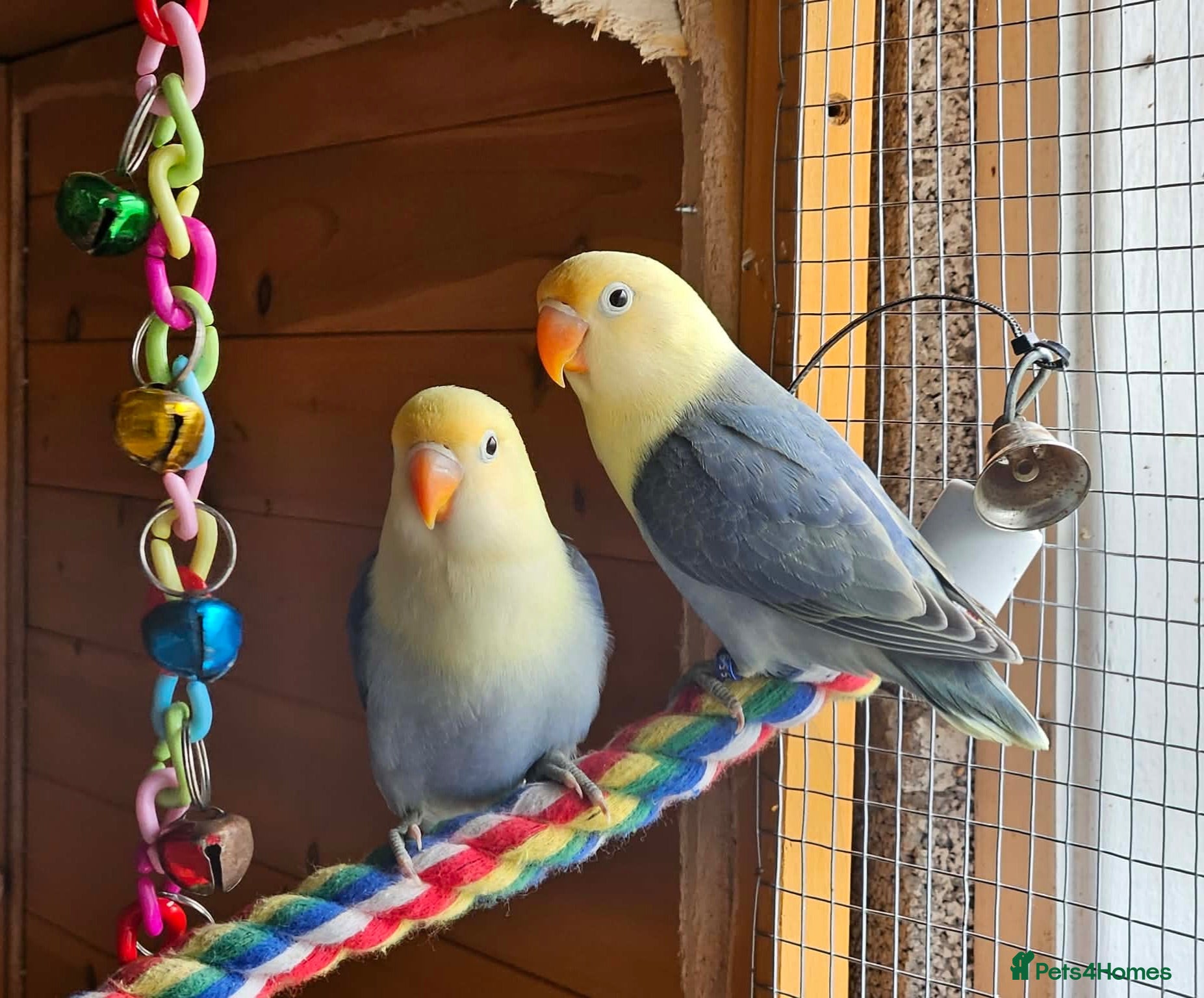 Lovebirds birds 10 week old lovebirds  - Advert 1