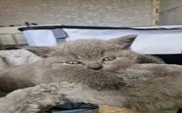 British Shorthair cats for sale: British short hair boys - Image 8