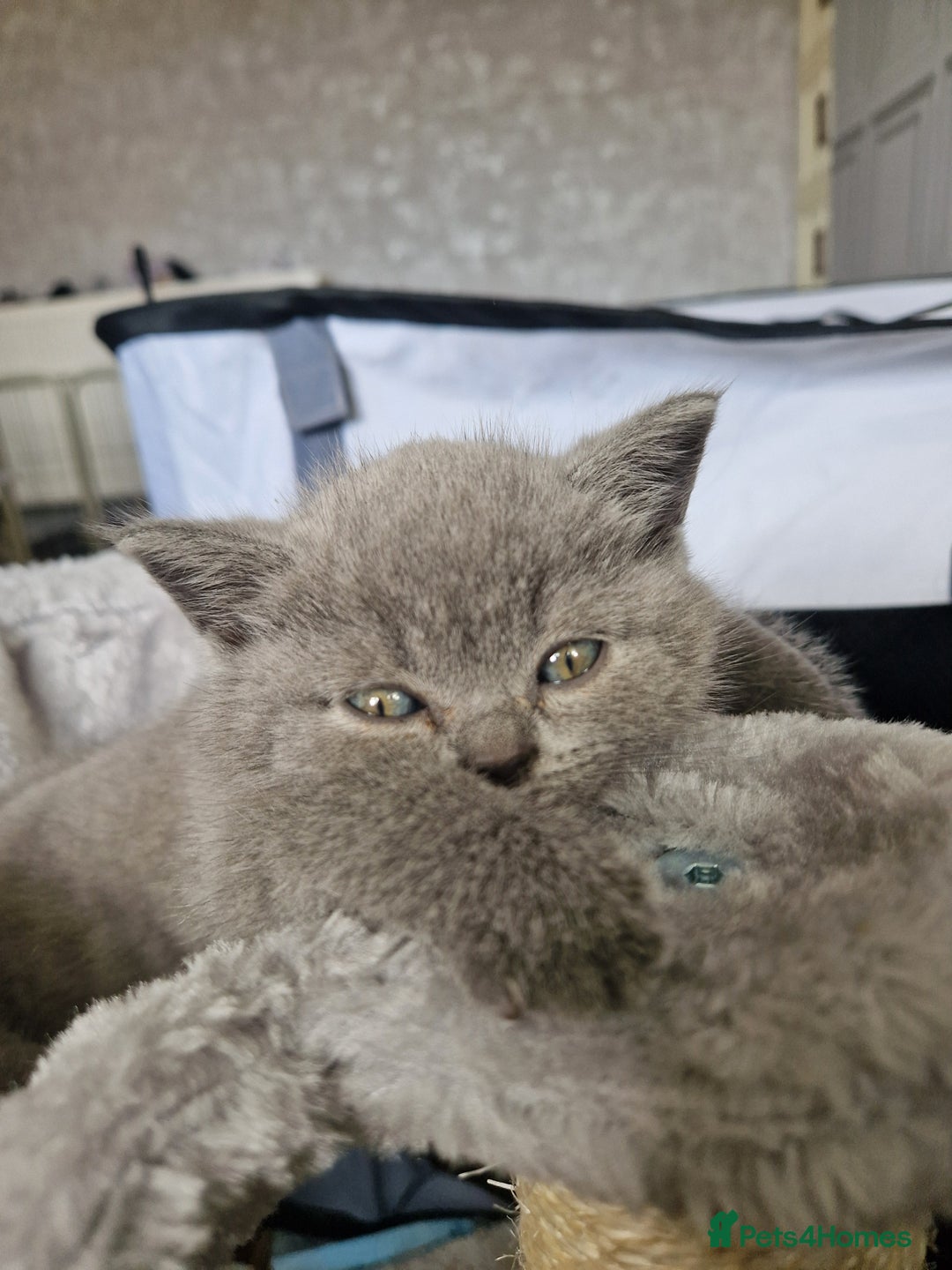 British Shorthair cats for sale: British short hair boys - Image 8