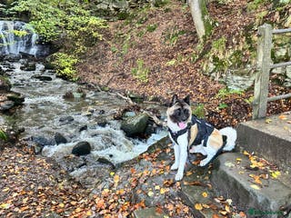 Akita dogs American Akita for stud ** in Durham - Advert 2