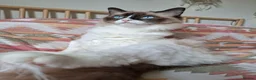 Ragdoll cats for sale: Ragdoll kittens  in Clydebank - Advert 2