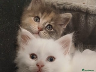 Maine Coon cats Female white mainecoon kitten. - Advert 14