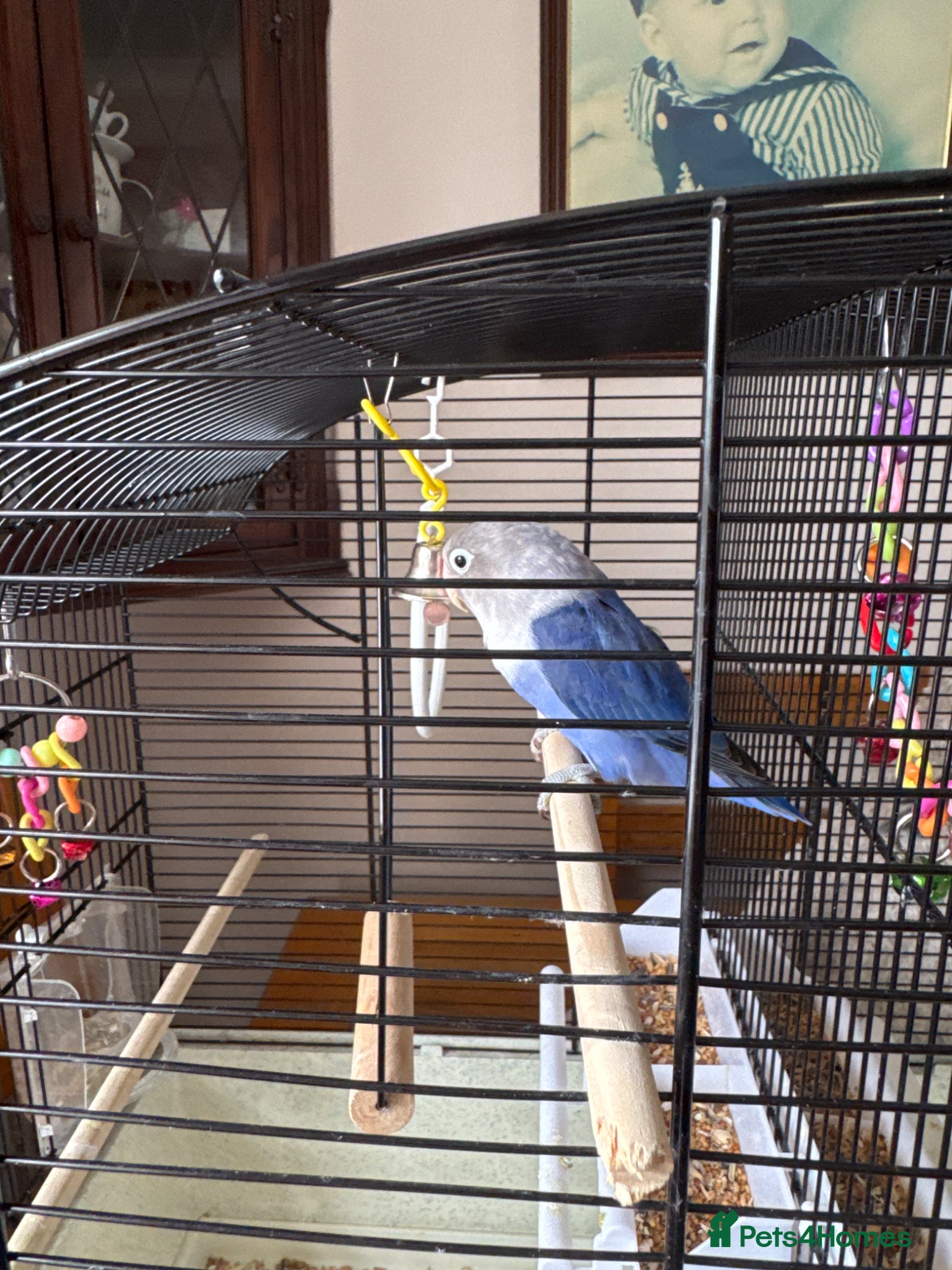 Lovebirds birds Blue/grey/white LOVEBIRD  - Advert 1