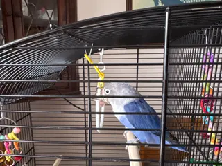 Lovebirds birds Blue/grey/white LOVEBIRD - Advert 3