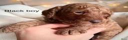 Cockapoo dogs for sale: Extensively health checked cockapoo puppies   - Advert 3