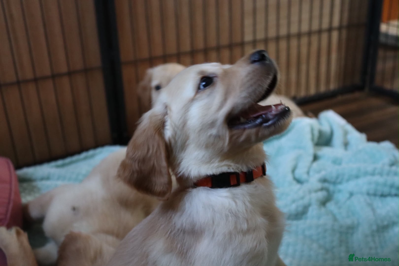 Golden Retriever dogs ⭐️ 6 boys ⭐️  KC Reg puppies  - Advert 2