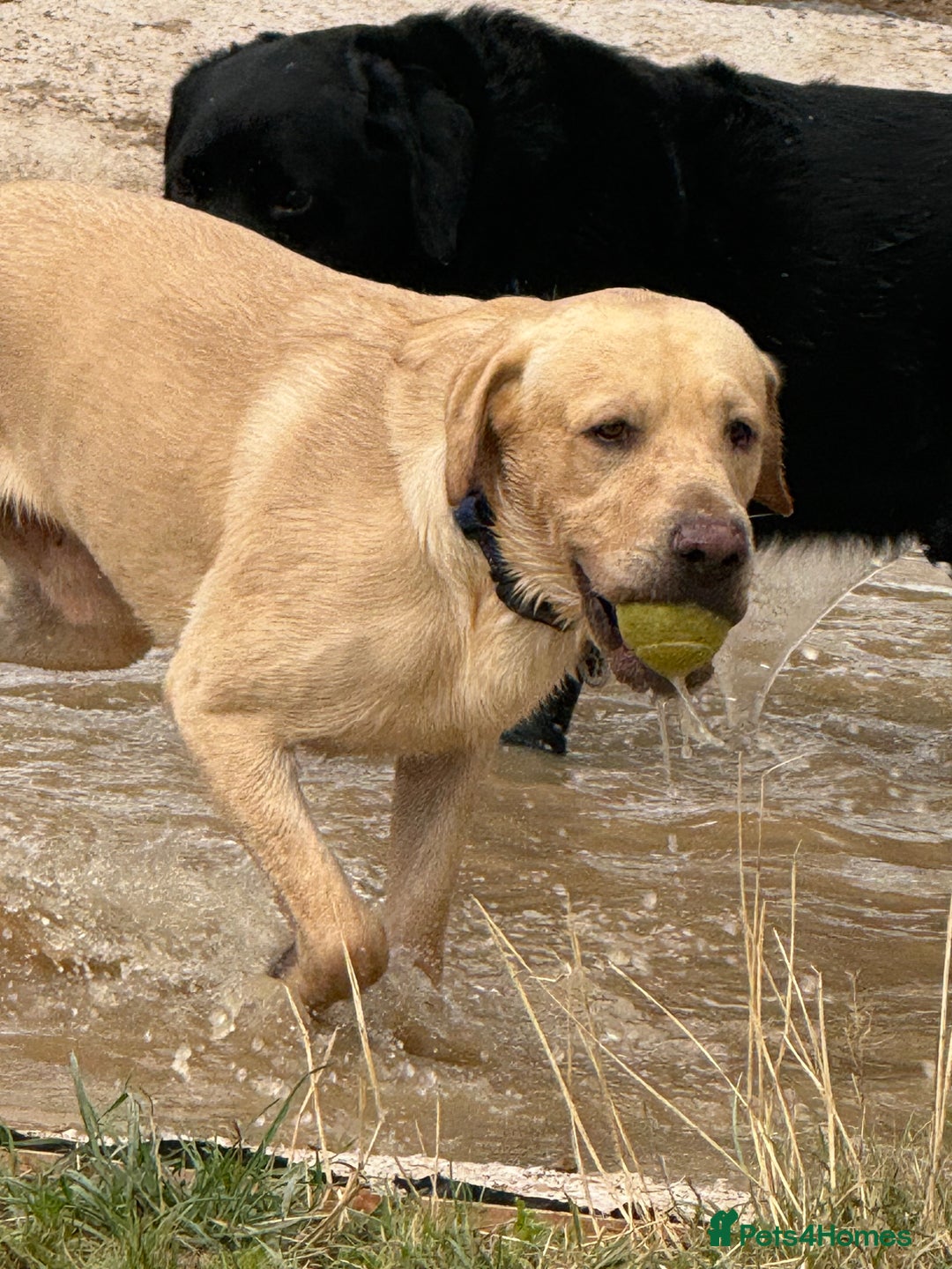 Labrador Retriever dogs for stud: For STUD (male lab) - Image 4