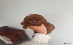 Toy Poodle dogs for sale: 2 Red Toy Poodles Available NOW! - Image 2