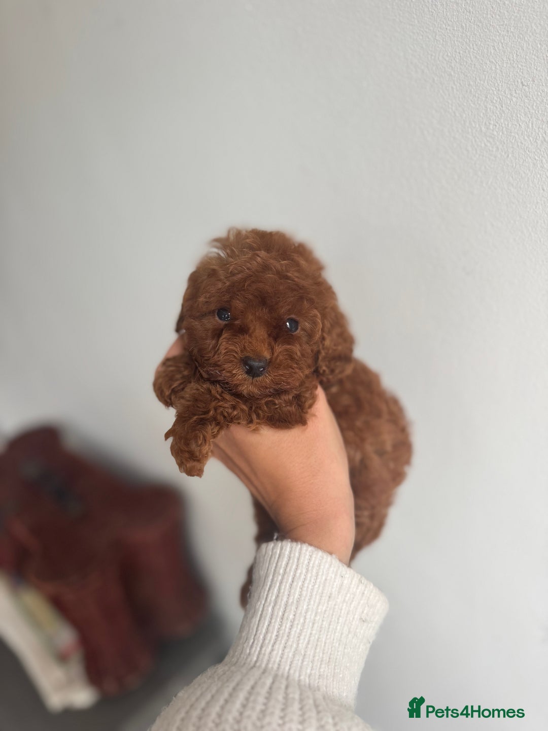 Toy Poodle dogs for sale: 2 Red Toy Poodles Available NOW! - Image 2