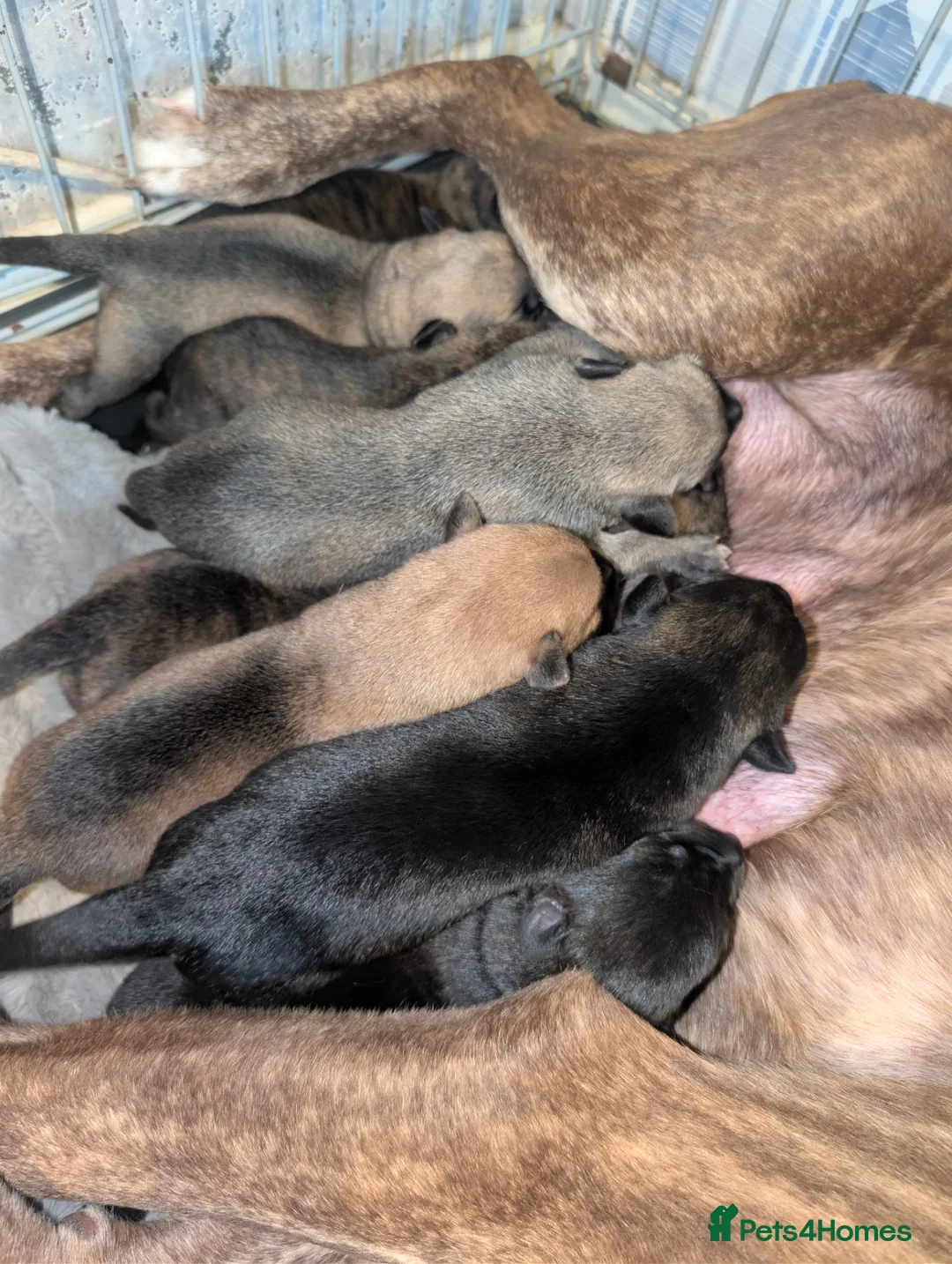 Mixed Breed dogs for sale: Belgian shepherd x - Advert 2