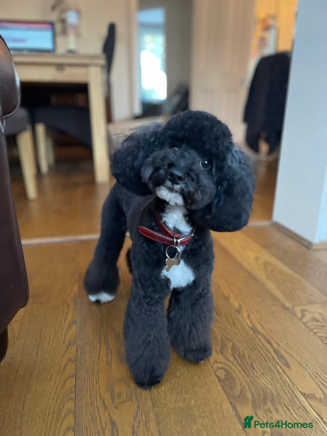 Toy Poodle dogs for stud: ADORABLE TOY POODLE FOR STUD in Bromley - Advert 4