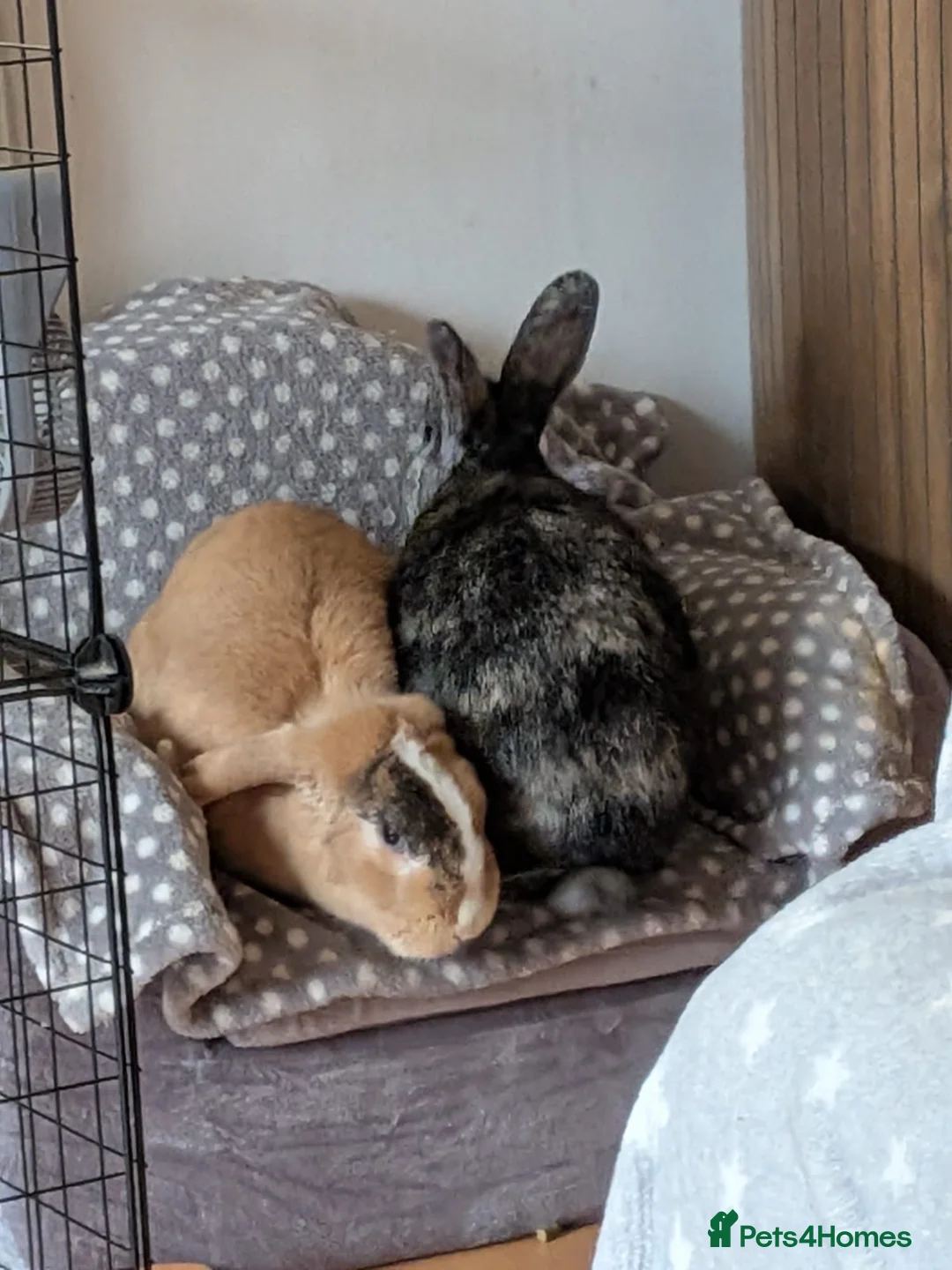 Mixed Breed rabbits for sale: 2 lovely rabbits for sale in Cheadle - Advert 1