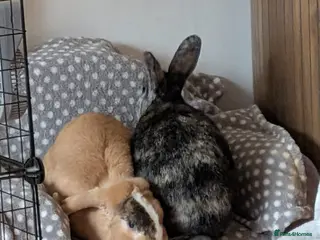 Mixed Breed rabbits 2 lovely rabbits for sale - Advert 4