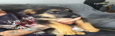 Mixed Breed 3