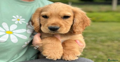 Cocker Spaniel dogs - Advert 7