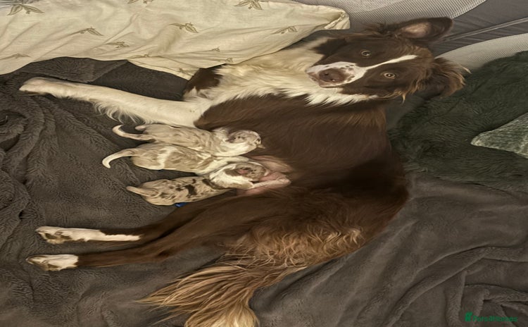 Border Collie dogs - Advert 1