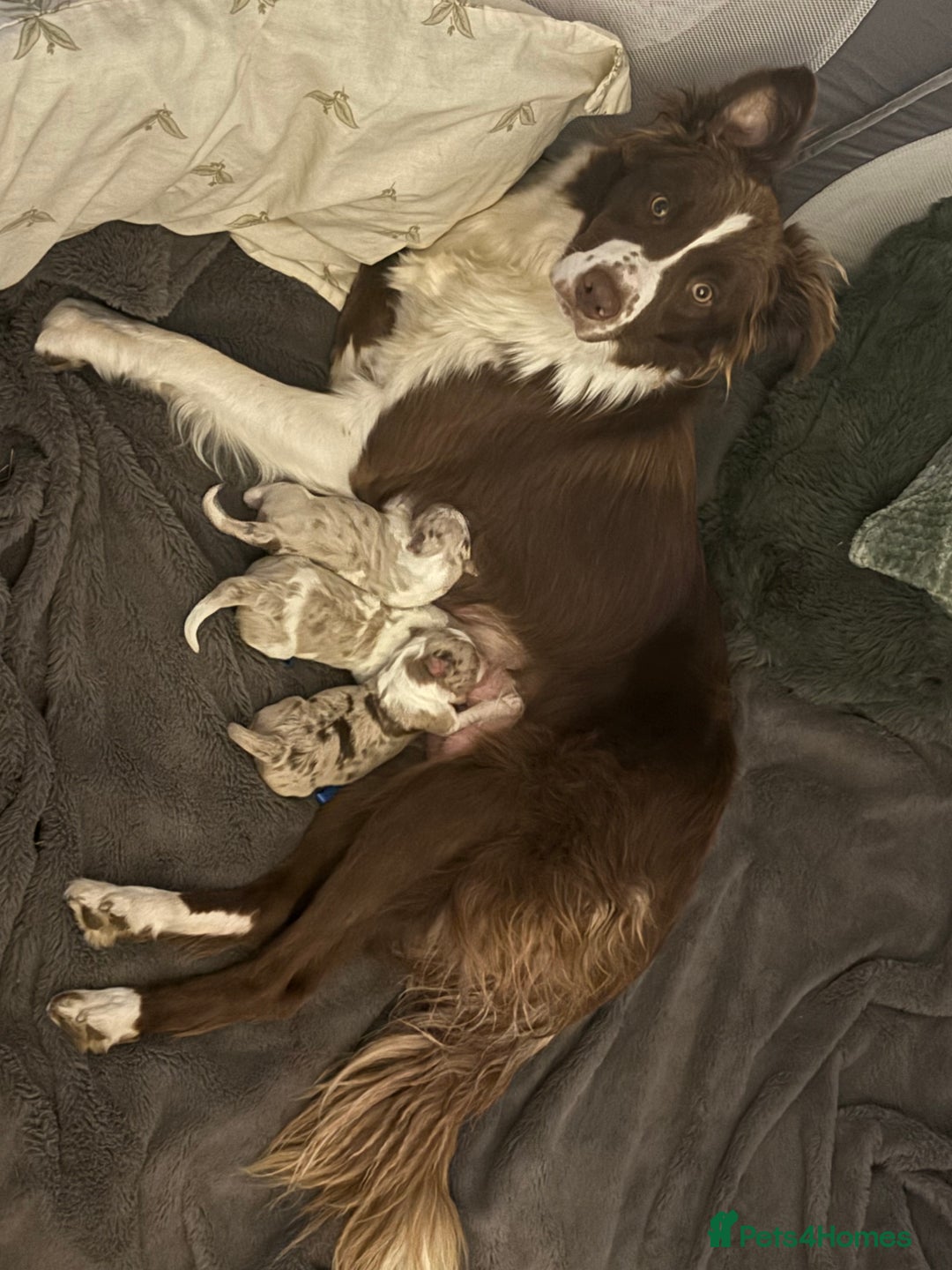 Border Collie dogs for sale: Only one girl left. - Image 2