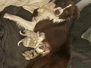 Border Collie dogs - Advert 6