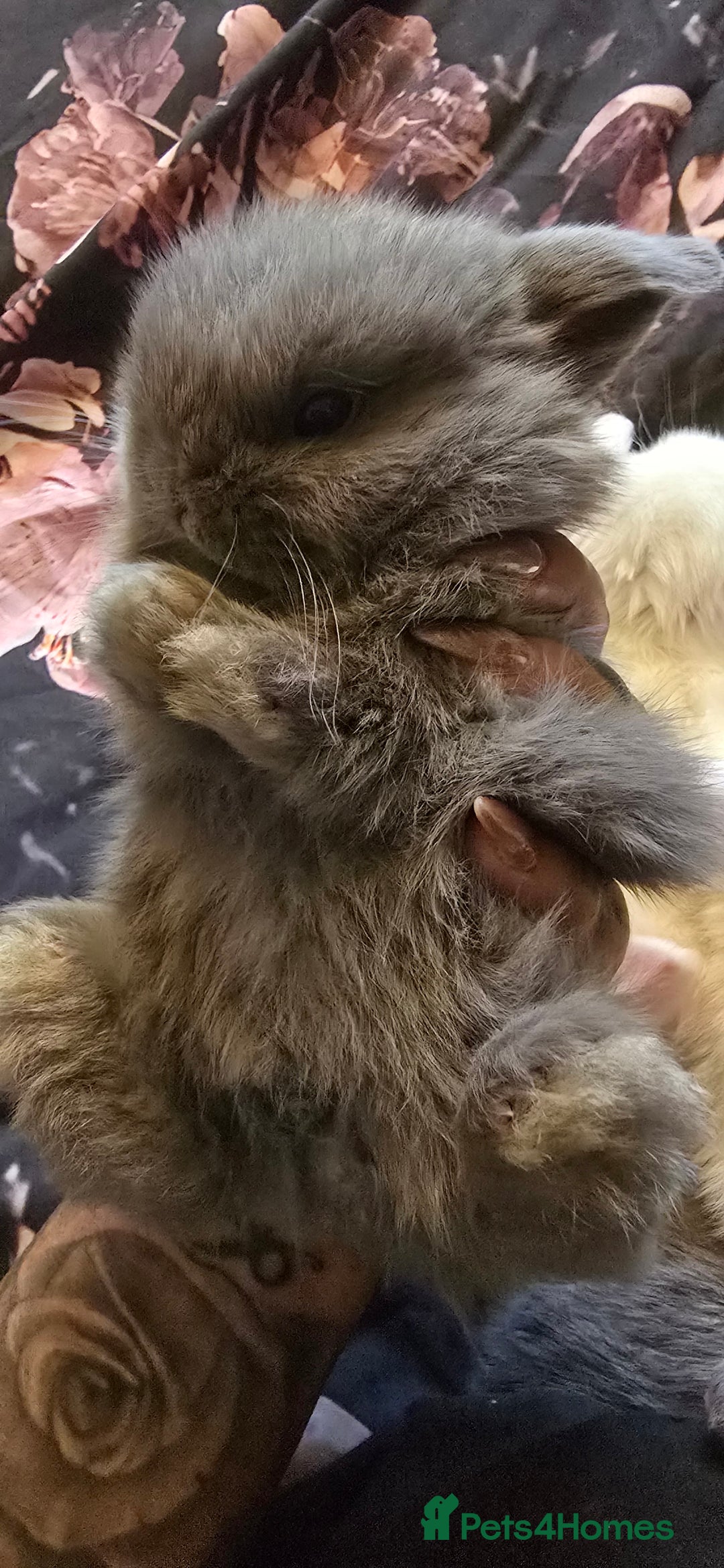 Mini Lop rabbits for sale: Stunning baby lops!  in Stone - Image 14