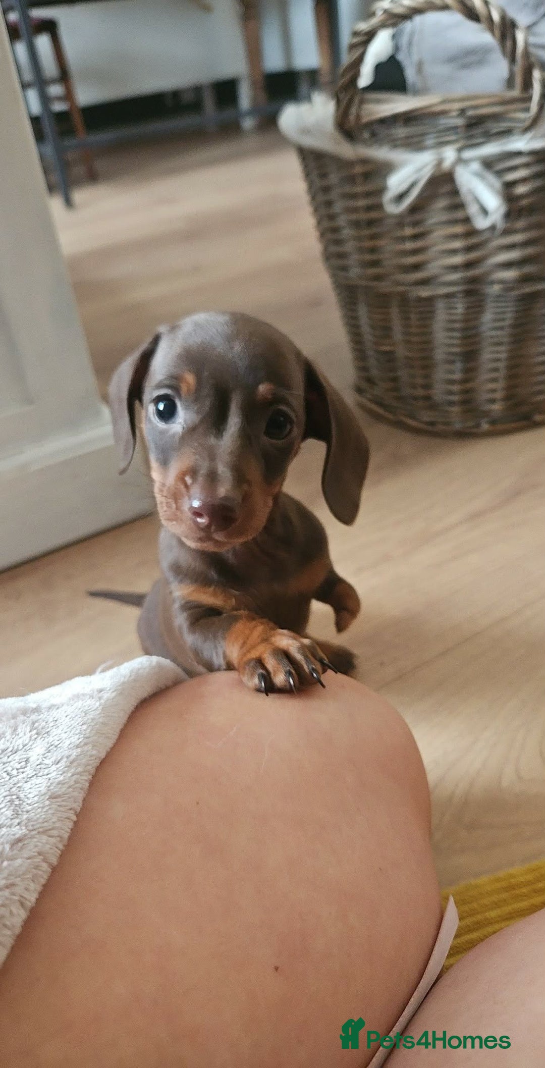 Miniature Dachshund dogs for sale: Pedigree miniature dachshund puppies - Advert 3