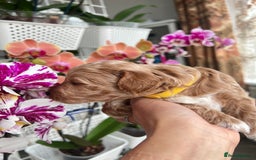 Maltipoo dogs for sale: Beautiful F1B Toy Size Maltipoo Puppies - Image 15