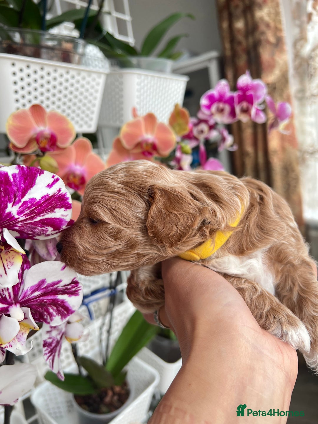 Maltipoo dogs for sale: Beautiful F1B Toy Size Maltipoo Puppies - Image 15