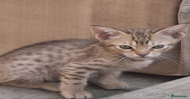 Ocicat cats - Advert 14