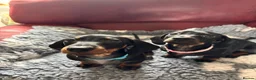 Miniature Dachshund dogs for sale: Black and tan miniature dachshund puppies   - Advert 2