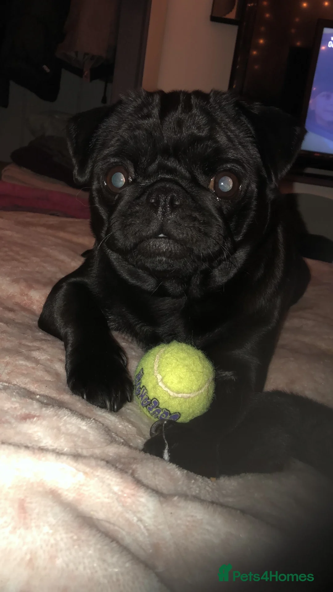Pug dogs for sale: Male and Female pug for rehoming  in Newark - Advert 4
