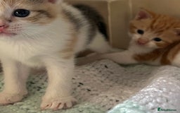 Mixed Breed cats for sale: 3 little kittens  - Image 4