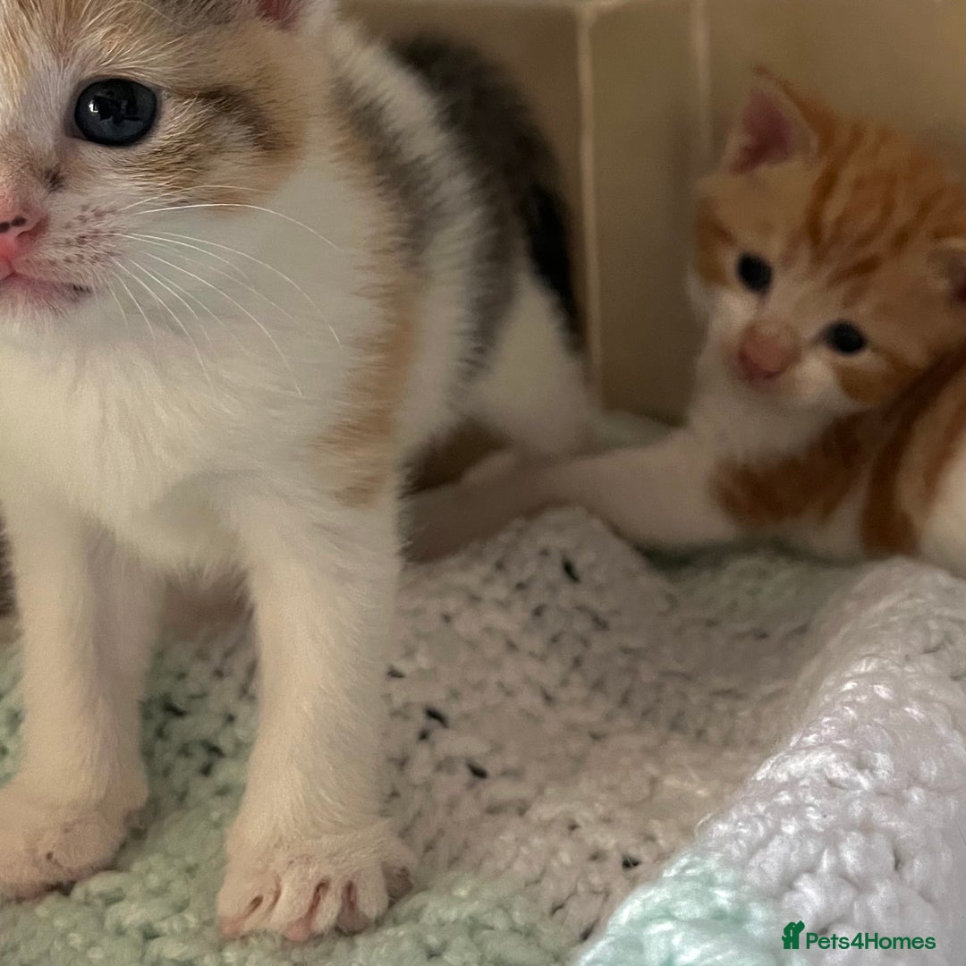 Mixed Breed cats for sale: 3 little kittens  - Image 4