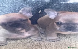 French Bulldog dogs for sale: Ready now!!! Rainbow litter - Image 6