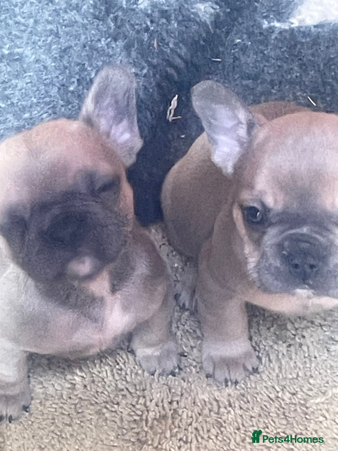 French Bulldog dogs for sale: Ready now!!! Rainbow litter - Image 6