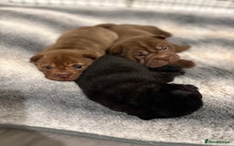 Shar Pei dogs for sale: Stunning Shar Pei Pups - Image 1