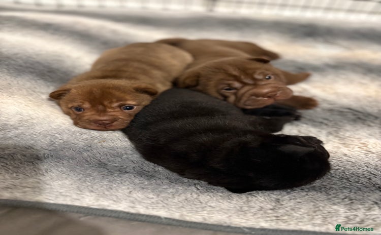 Shar Pei dogs - Advert 4