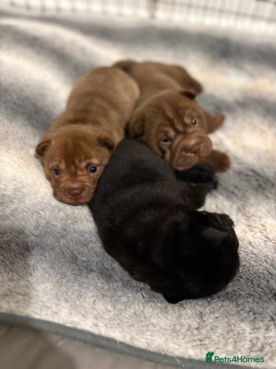 Shar Pei dogs for sale: Stunning Shar Pei Pups - Image 1