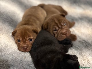 Shar Pei dogs - Advert 20